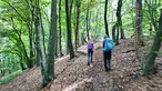 Zwei Wanderer von hinten, die einen Waldwanderweg gehen
