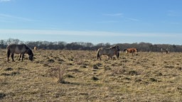 Kleiberg bei Soest: Wildpferde auf einer Weide