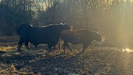 Kleiberg bei Soest: Taurusrinder weiden im Naturschutzgebiet Kleiberg 
