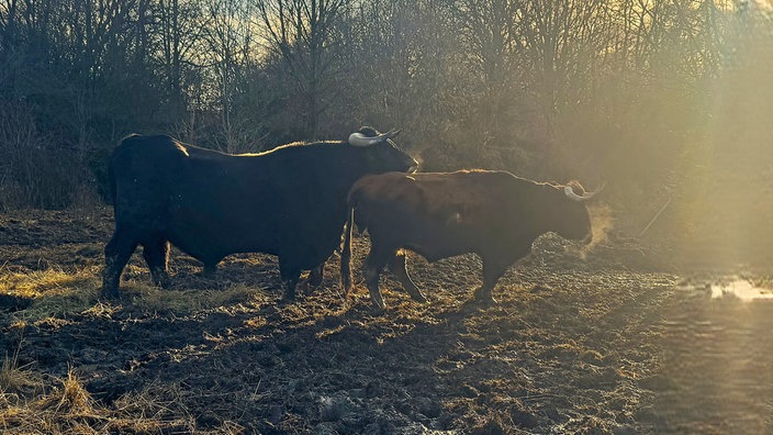 Kleiberg bei Soest: Taurusrinder weiden im Naturschutzgebiet Kleiberg 