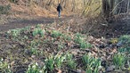 Kleiberg bei Soest: Wanderweg mit Schneeglöckchen am Wegesrand