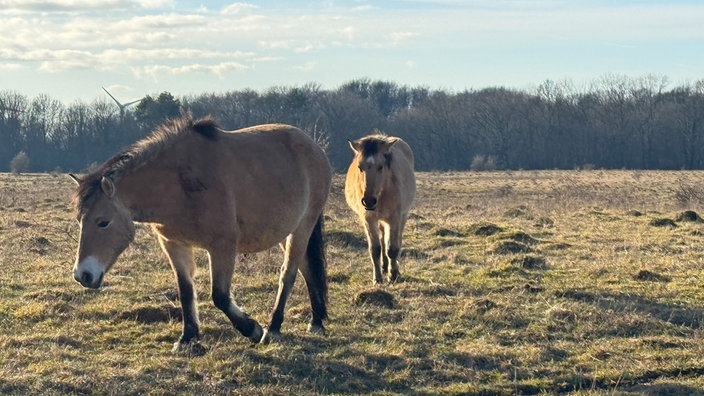 Kleiberg bei Soest: wildpferdähnliche Konikpferde auf einer Weide