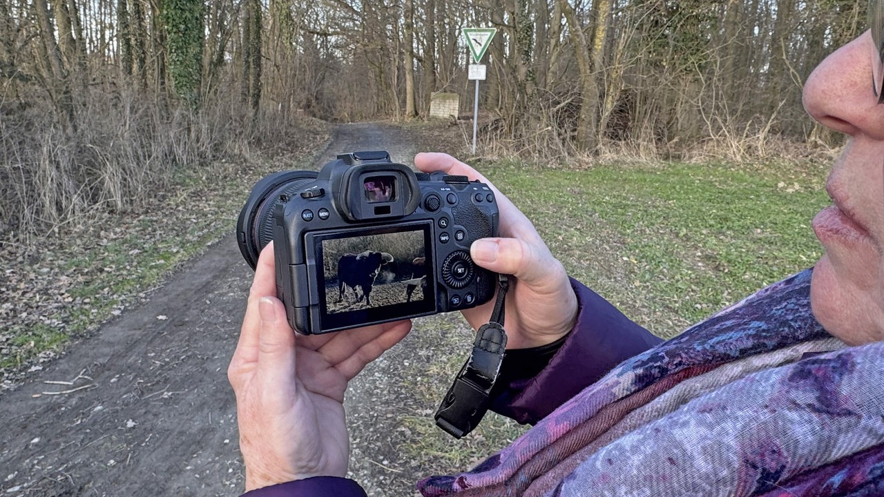 Kleiberg bei Soest: Blick auf eine Digitalkamera, die ein Wildpferd zeigen