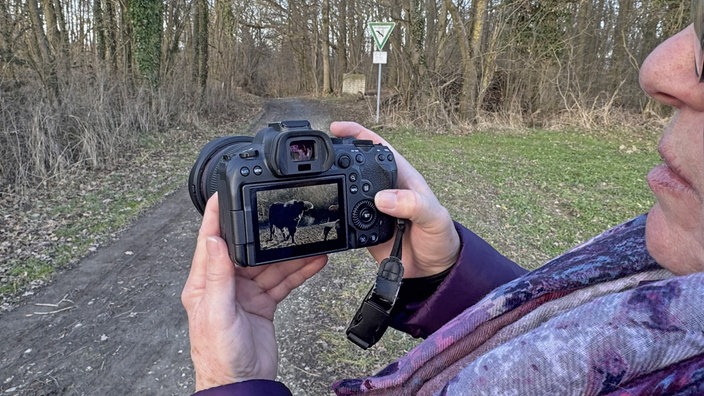 Kleiberg bei Soest: Blick auf eine Digitalkamera, die ein Wildpferd zeigen
