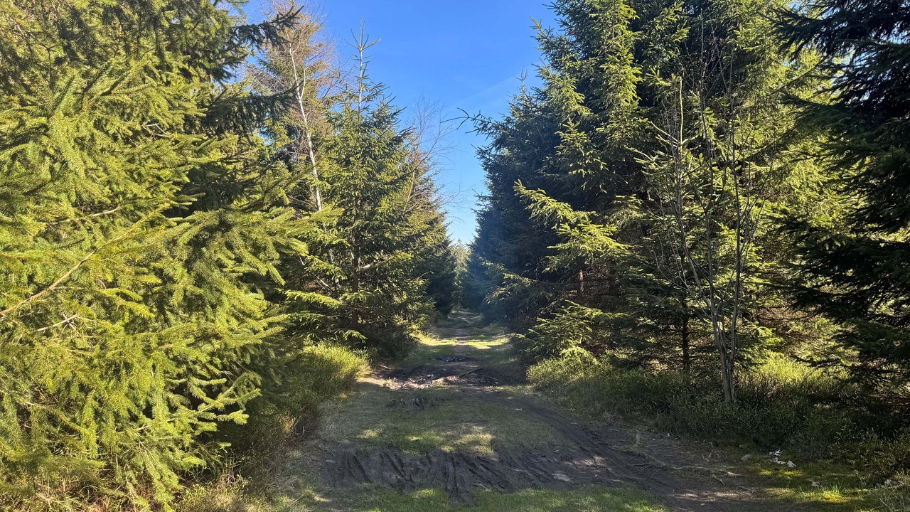 Ein Wanderweg im Wald