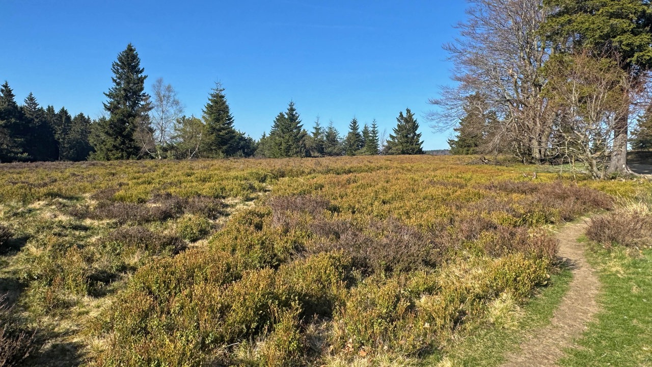 Eine Heide mit Bäumen im Hintergrund