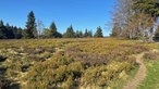 Eine Heide mit Bäumen im Hintergrund