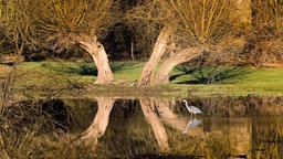 Bäume, die auf einer Wiese stehen und sich in einem Gwässer spiegeln.