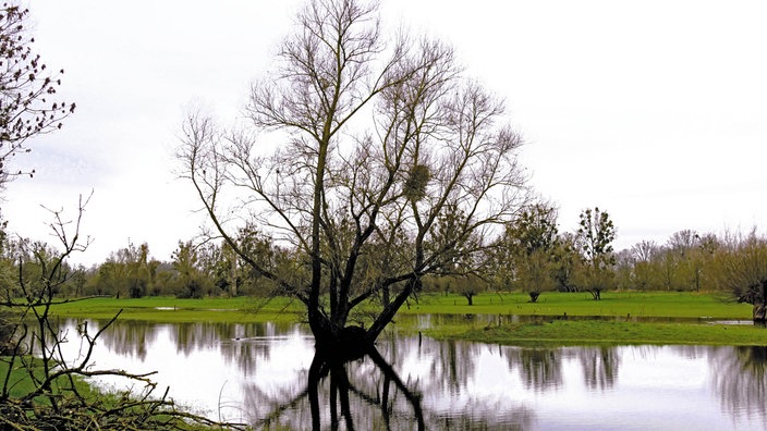 Eine Wiese mit Bäumen, die sich im Gewässer spiegeln.
