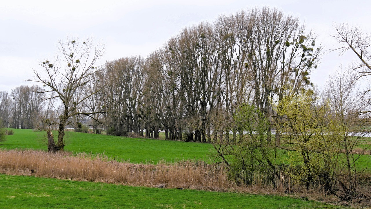 Wiese mit Bäumen.