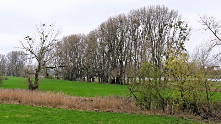Wiese mit Bäumen.