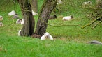 Schafe liegen auf einer Wiese undter Bäumen.