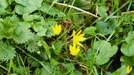 Nahaufnahme von Scharbockskraut auf einer Wiese.