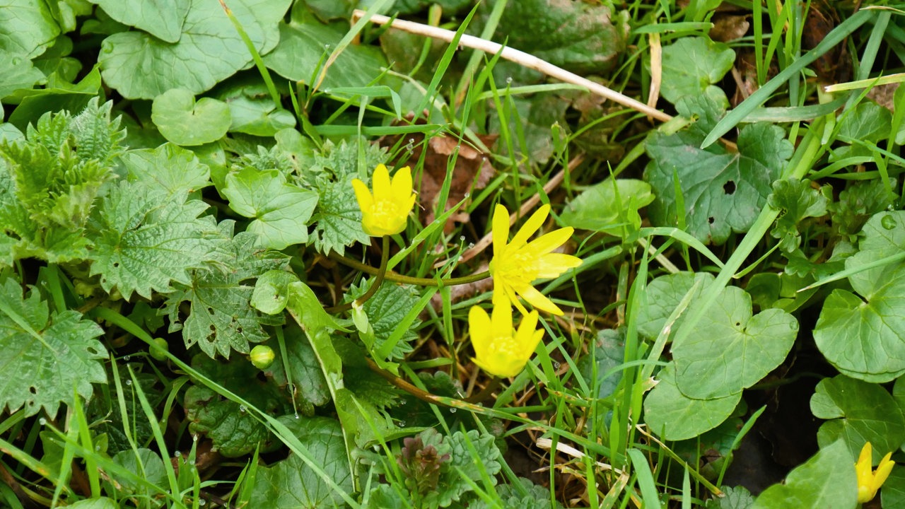 Nahaufnahme von Scharbockskraut auf einer Wiese.