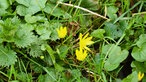 Nahaufnahme von Scharbockskraut auf einer Wiese.
