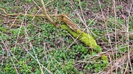 Wiles Holz liegt auf dem Waldboden.