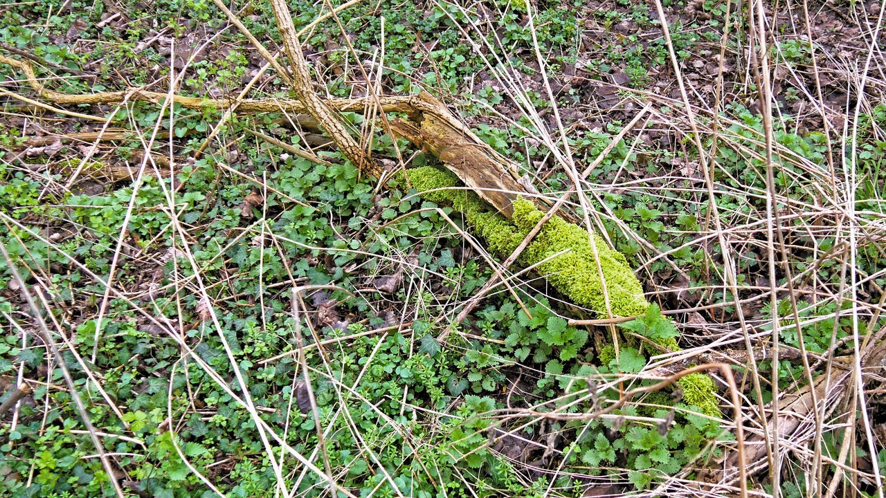 Wiles Holz liegt auf dem Waldboden.