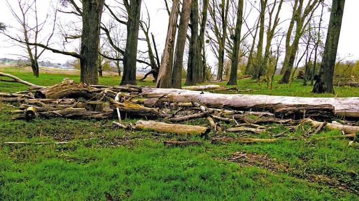 Tote Bäume liegen auf einer Wiese vor stehenden Bäumen.
