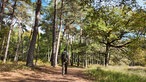Ein Wanderer auf einem Waldweg