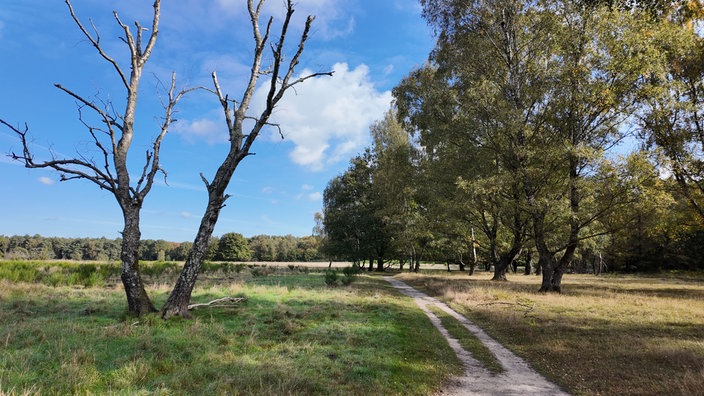 Ein schmaler Pfad durch ein Feld, links vom Weg befindet sich ein großer, kahler Baum, rechts und im Hintergrund sind weitere Bäume zu sehen