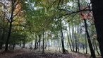 Viele schmale, große Bäume. An einigen sind die Blätter bereits herbstlich rot und gelb verfärbt.