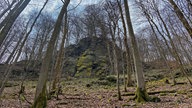 Das Hollenhaus mitten im Wald 