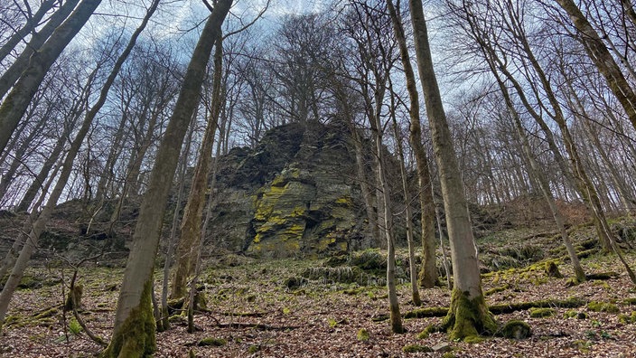 Das Hollenhaus mitten im Wald 