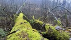 Bäume, dicht vom Moos bezogen