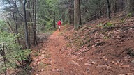 Weg durch den Fichtenwald