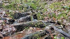 Wasserräder im Wald