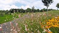 Wildblumen am Wegesrand