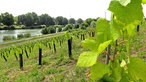 Weinberge 