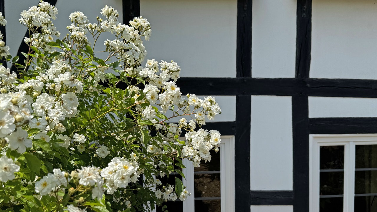 Rosen vor einer Fachwerk-Hauswand