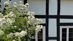 Rosen vor einer Fachwerk-Hauswand