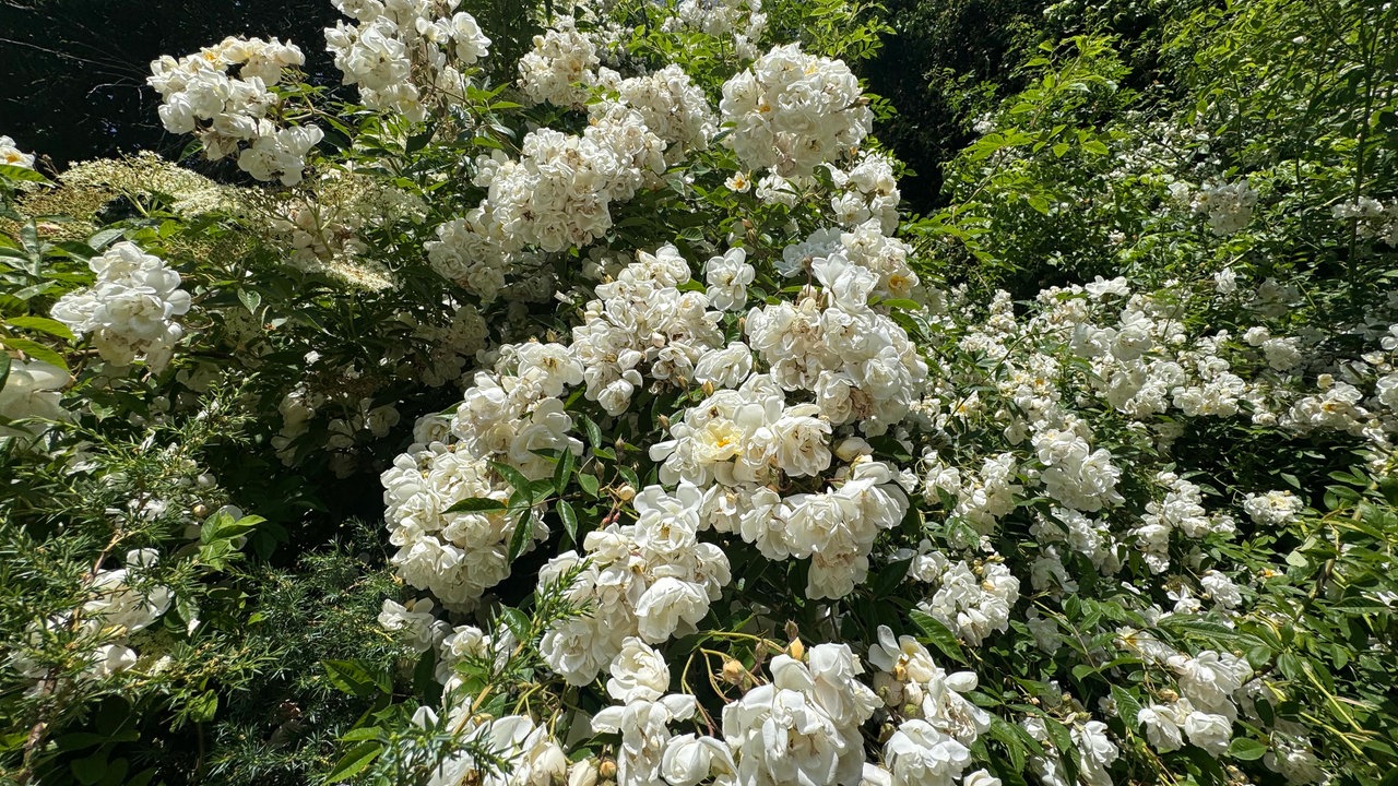 Rose Lykkefund