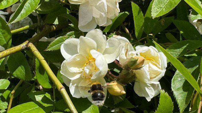 Eine Hummel in einer Blüte