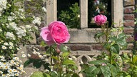 Rosa Rosen