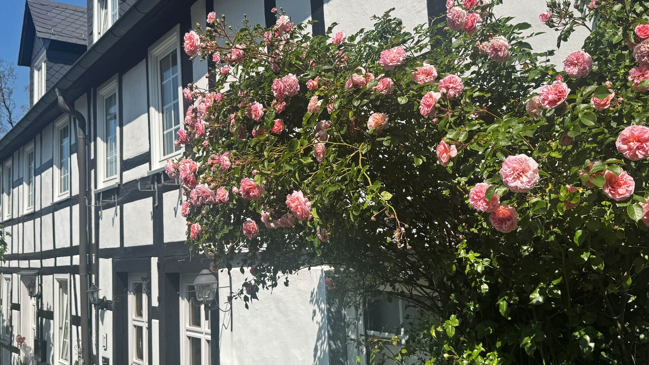 Rosen vor einem Haus