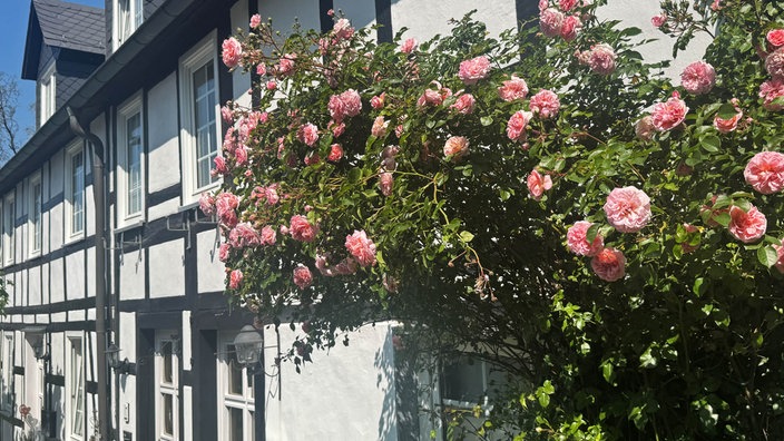 Rosen vor einem Haus