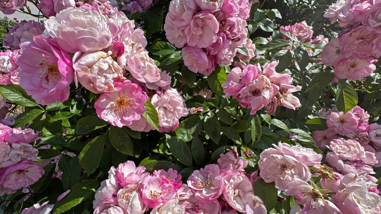Rosen 