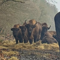 Eine Gruppe Wisente steht auf dem Feld un schaut in die Kamera 