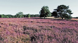 Westruper Heide: Feld mit lila blühende Heide mit Bäumen im Hintergrund
