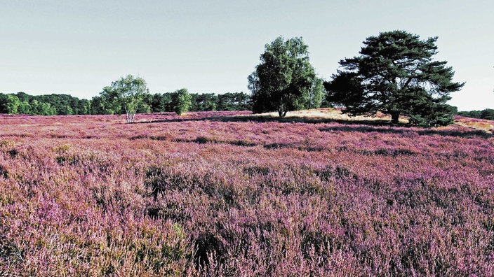 Westruper Heide: Feld mit lila blühende Heide mit Bäumen im Hintergrund