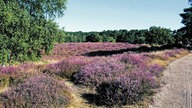 Westruper Heide: Blick auf ein Feld mit lila Heide-Blüten