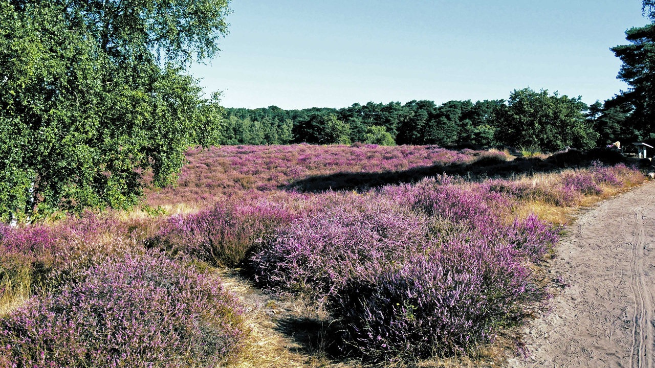 Westruper Heide: Blick auf ein Feld mit lila Heide-Blüten