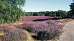 Westruper Heide: Blick auf ein Feld mit lila Heide-Blüten