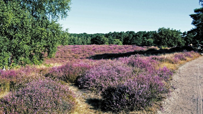 Westruper Heide: Blick auf ein Feld mit lila Heide-Blüten
