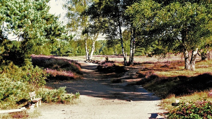 Westruper Heide: Wanderweg durch die Heide