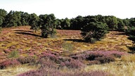 Westruper Heide: Neben Besenheide sind Wacholderbüsche, Kiefern und Sandflächen zu sehen