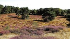 Westruper Heide: Neben Besenheide sind Wacholderbüsche, Kiefern und Sandflächen zu sehen